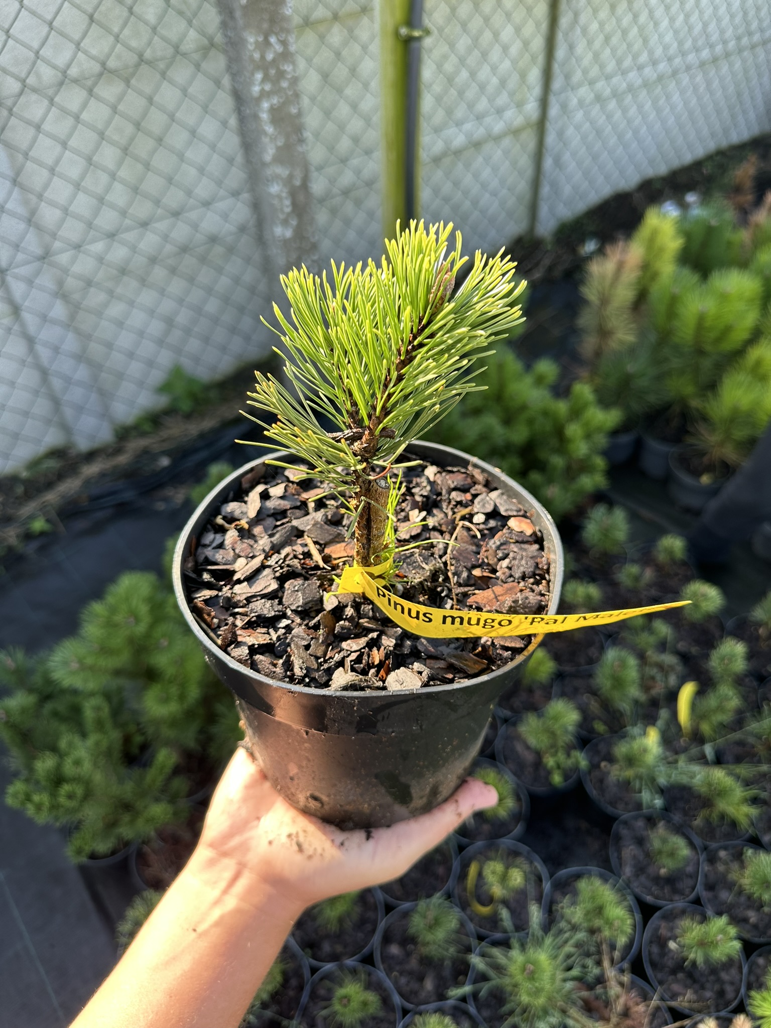 Сосна горная Пол Малетер